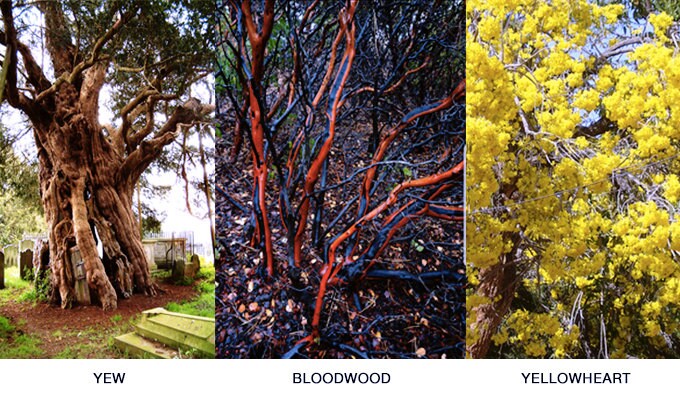 Ring Of Fire - Bloodwood, Yew, Yellowheart All Wood Rings Bands GrownRings Handmade, Reclaimed Wood, mens ring handmade, custom wood ring, Womens ring, rings made of wood, Anniversary gift, Irish wedding, yew, yellowheart, bloodwood